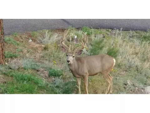 Other - 202 Badger Ln, Bailey, CO 80421 photo 12 of 13