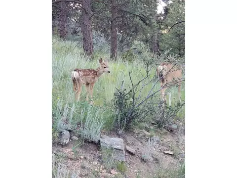 Other - 202 Badger Ln, Bailey, CO 80421 photo 13 of 13