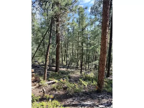 12907 S Cindy Ave, Pine, CO 80470 photo 9