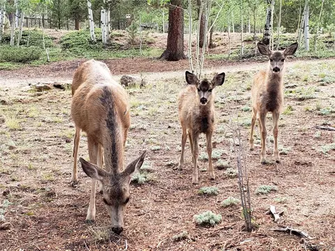 75 W Crosscut, Bailey, CO 80421 photo 21