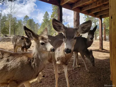 75 W Crosscut, Bailey, CO 80421 photo 19