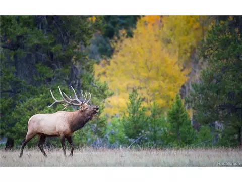 8570 S Warhawk Rd, Conifer, CO 80433