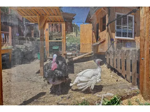 64 Pine Trl, Bailey, CO 80421 photo 29