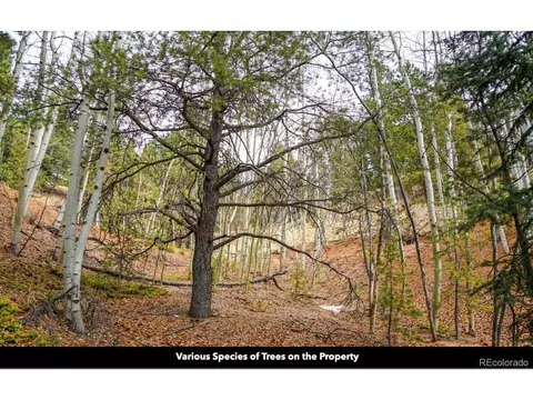 8 Horseshoe Dr, Divide, CO 80814 photo 5