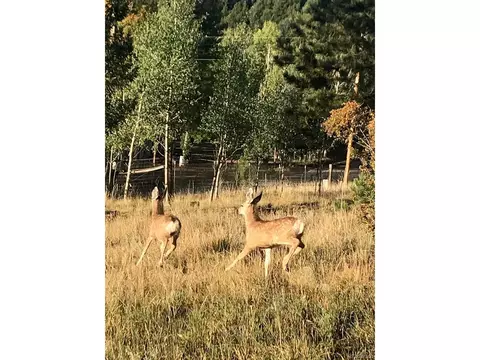 125 Ball Rd, Bailey, CO 80421 photo 36