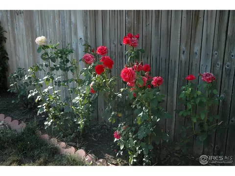 926 Bragg Pl, Longmont, CO 80501 photo 25