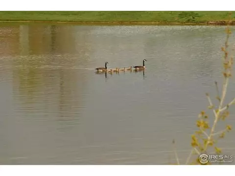 3251 Boundless Ln, Timnath, CO 80547 photo 4