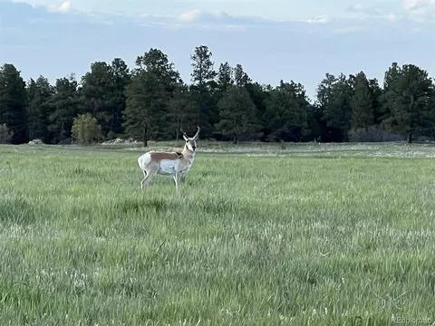 10625 Big Sky Trl, Elbert, CO 80106 photo 29
