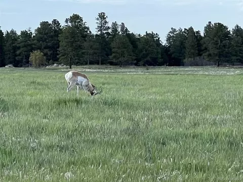 10625 Big Sky Trl, Elbert, CO 80106 photo 28