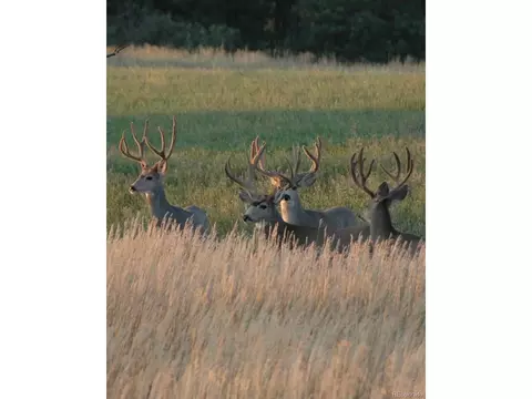 10625 Big Sky Trl, Elbert, CO 80106 photo 27