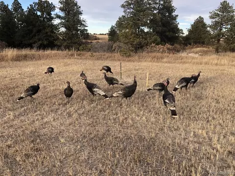 10625 Big Sky Trl, Elbert, CO 80106 photo 30