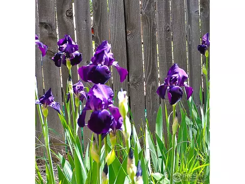 2908 Killarney Dr, Laporte, CO 80535 photo 22