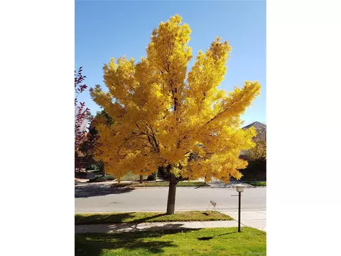23493 E Phillips Pl, Aurora, CO 80016 photo 25