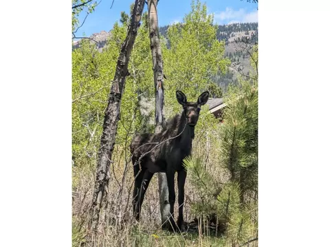 396 Stage Coach Dr, Bailey, CO 80421 photo 35