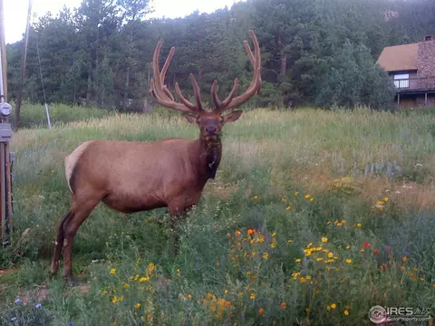 73 Moose Rd, Lyons, CO 80540 photo 23