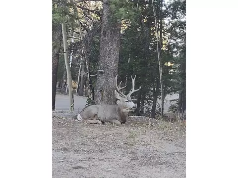 Exterior - 31320 Timothys Trl, Conifer, CO 80433 photo 10 of 10