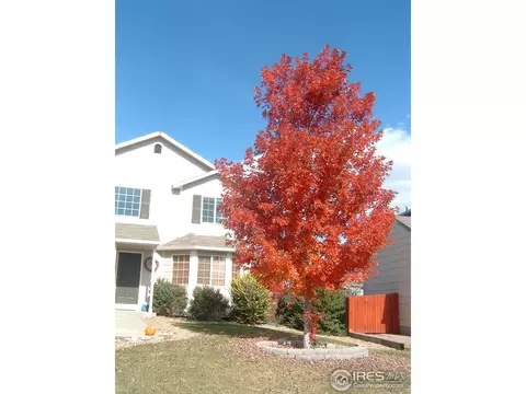 5467 Bobcat St, Frederick, CO 80504 photo 1