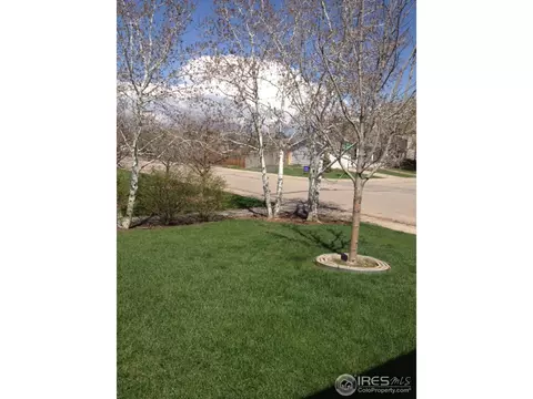 215 Rochester Dr, Windsor, CO 80550 photo 3