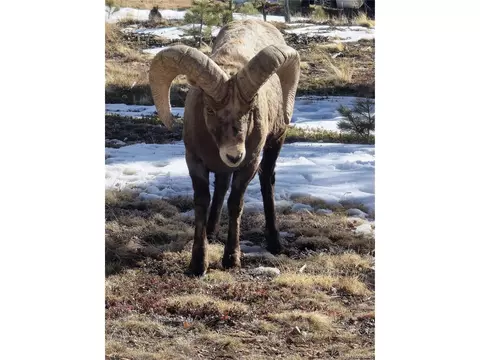 381 Highlands Dr, Bailey, CO 80421 photo 45