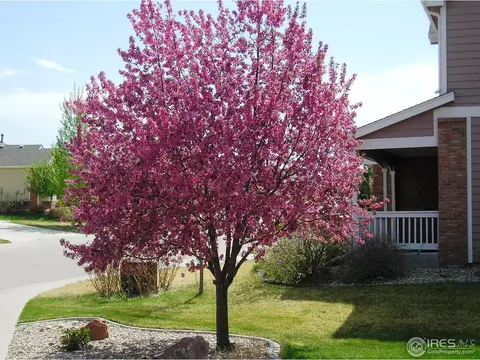 622 Trappers Pl, Windsor, CO 80550 photo 22