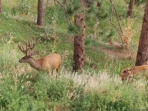8624 S Doubleheader Ranch Rd, Morrison, CO 80465 photo 48