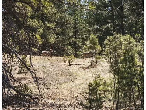 24290 Evergreen Trl, Agate, CO 80101 photo 11