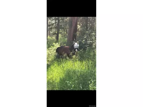 9399 Granzella Rd, Morrison, CO 80465 photo 39