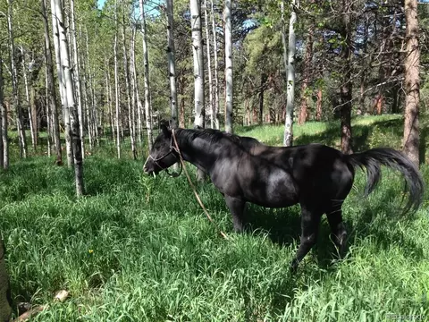9399 Granzella Rd, Morrison, CO 80465 photo 6