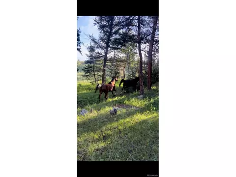 9399 Granzella Rd, Morrison, CO 80465 photo 40
