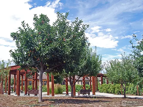 2066 Vineyard Dr, Windsor, CO 80550 photo 5
