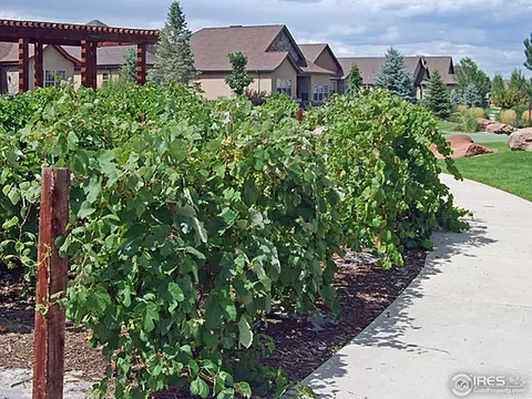 2066 Vineyard Dr, Windsor, CO 80550 photo 8
