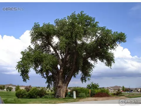 5294 Remington Ave, Firestone, CO 80504 photo 23