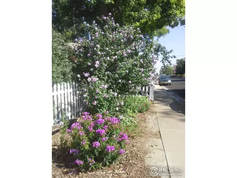 428 4th St, Windsor, CO 80550 photo 22