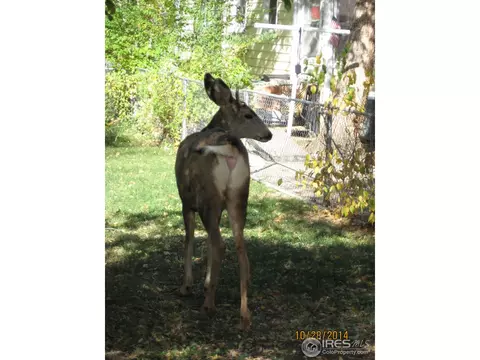 2620 Pine St, Boulder, CO 80302 photo 9