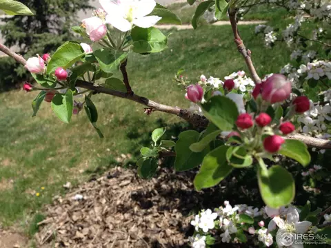 8950 W 49th Pl, Arvada, CO 80002 photo 17