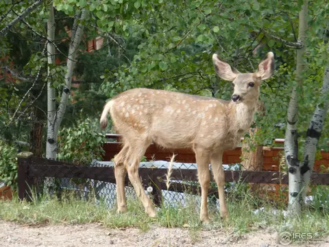 1170 Impala Trl, Bailey, CO 80421 photo 25