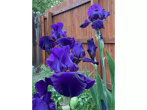 20123 E Ithaca Pl, Aurora, CO 80013 photo 17