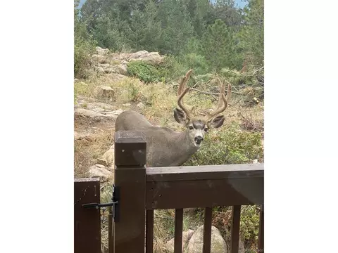 12954 S Ridge Rd, Conifer, CO 80433 photo 24