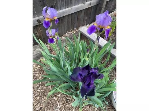 Other - 6202 W 93rd Ave, Westminster, CO 80031 photo 10 of 10