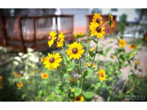 1435 Grand Ave, Windsor, CO 80550 photo 13