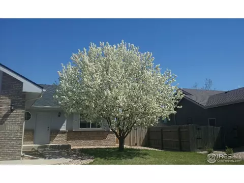 1111 Alpine Ct, Windsor, CO 80550 photo 22