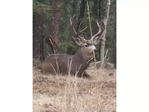 78 Columbine Rd, Bailey, CO 80421 photo 31