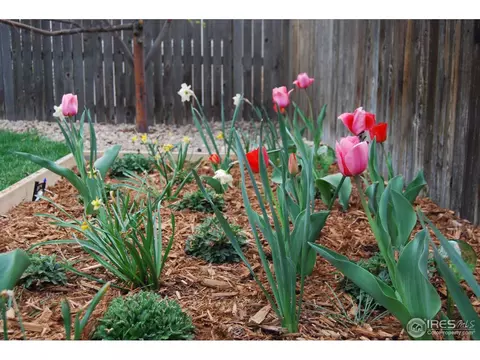 6640 E 129th Pl, Thornton, CO 80602 photo 30