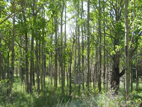 330 Spring Gulch Rd, Ward, CO 80481 photo 6