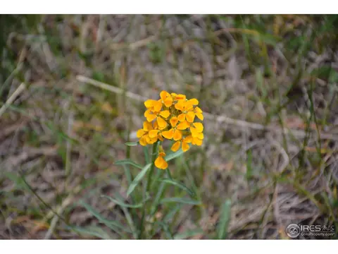 50 Bigbee Rd, Ward, CO 80481 photo 19