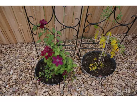 832 Cliffrose Way, Severance, CO 80550 photo 35