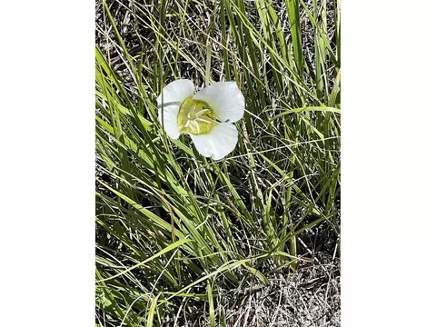 98 Wisp Ln, Bailey, CO 80421 photo 10