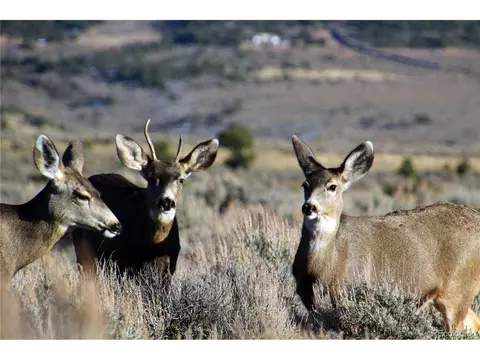 Mcdonnell Rd, Fort Garland, CO 81133