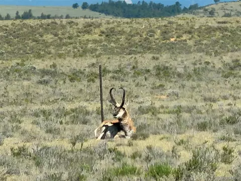 Hardwood Loop, Hartsel, CO 80449 photo 4