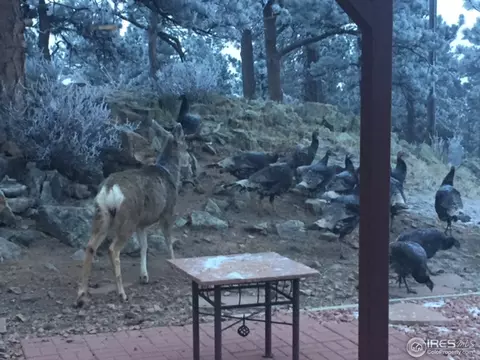 8364 W Fork Rd, Boulder, CO 80302 photo 28